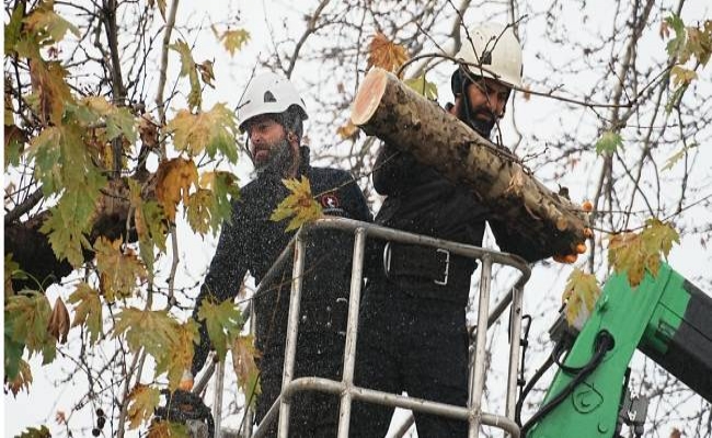 KIŞ ÖNCESİ AĞAÇ BUDAMA ÇALIŞMALARI BAŞLADI
